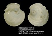 EOCENE-LUTETIAN Calyptraea lamellosa